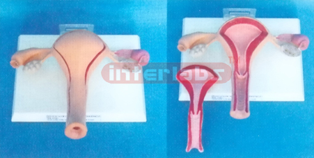 WEST DESK TYPE, ANATHEALTH UTERUS  & OVAY WIDESCRIPTION PLATE (2 PCS) W/COVER AND THE LESSER LIPS OF PUDENDUM